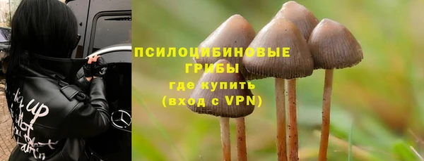 прущие грибы Абинск